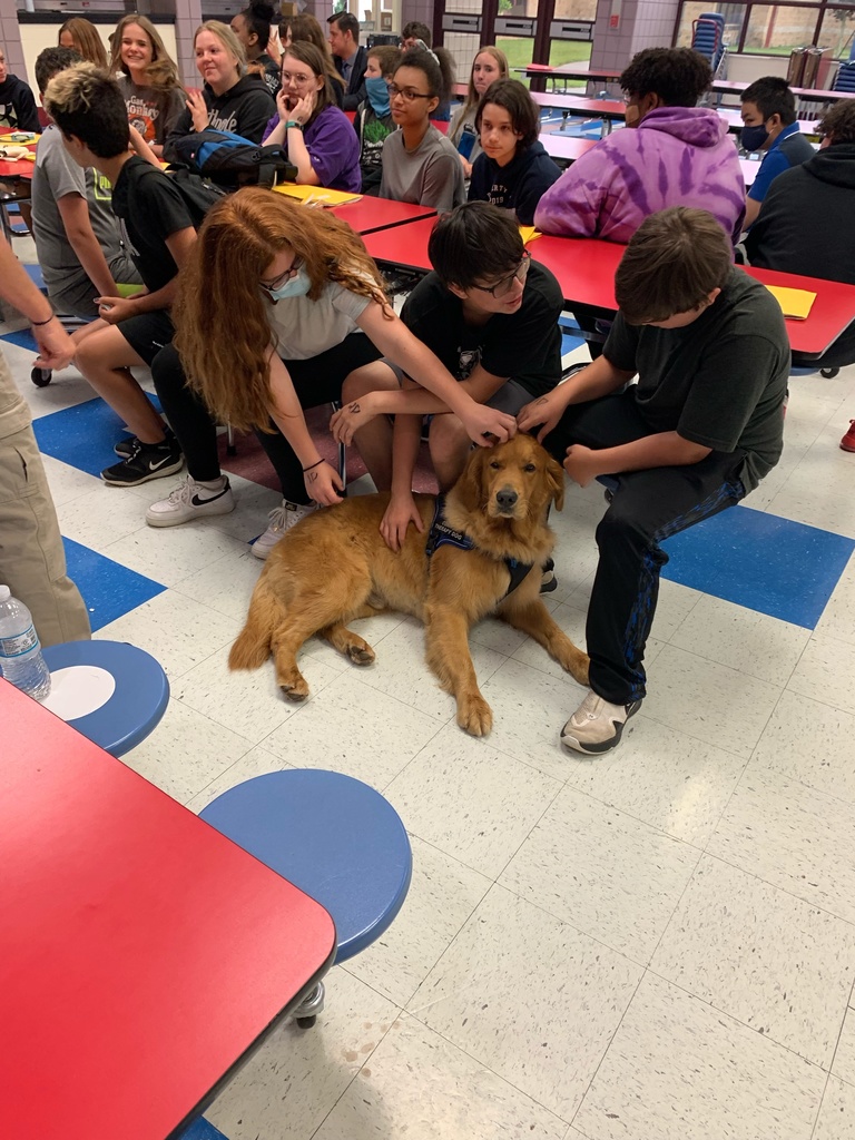 Therapy Dog 3